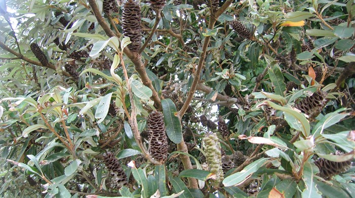 Plenty of cones hanging on the coast banksia tree.