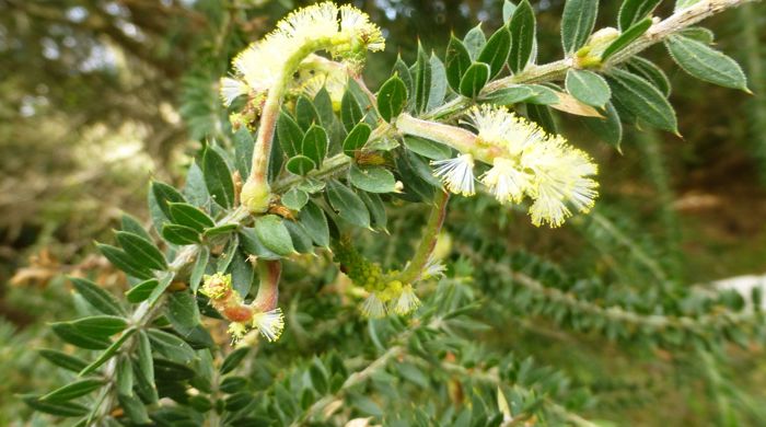 Close up of a branch of prickly leaved wattle.