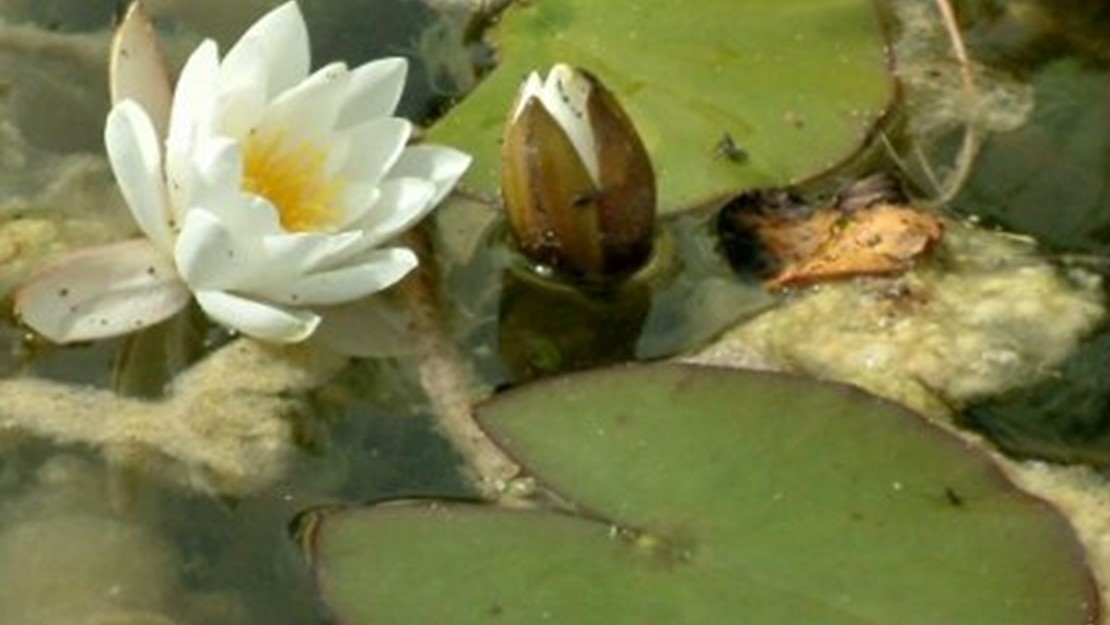 A common water lily with two leaves floating on the surface of water.