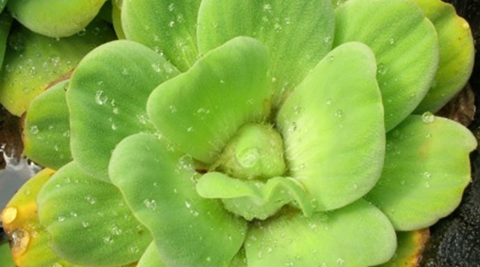 Individual Water Lettuce with water droplets on leaves.