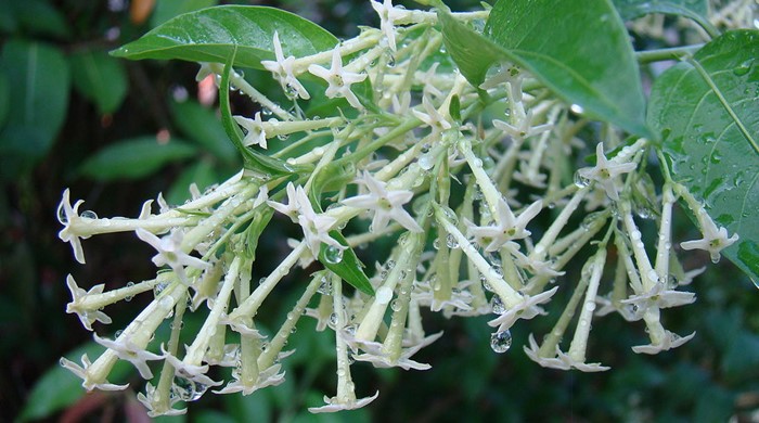 Photo showing the white flowers of the Queen of the Night plant.