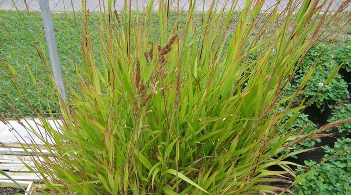 Johnson Grass growing in nursery compound.