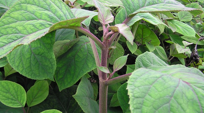 An erect fuzzy stem with large dark green bartellina leaves.