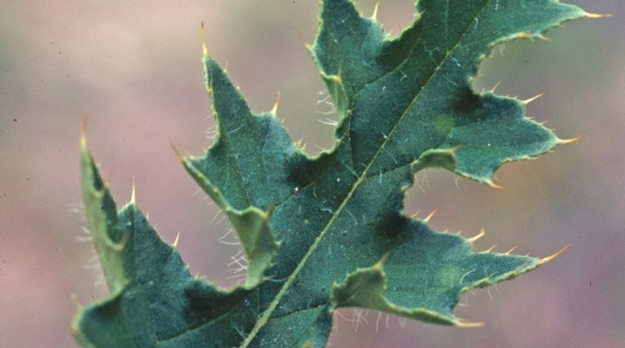 Close up of plumeless thistle leaf.