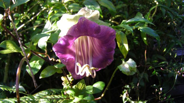 Close up of cathedral bells with long hooked stamen.