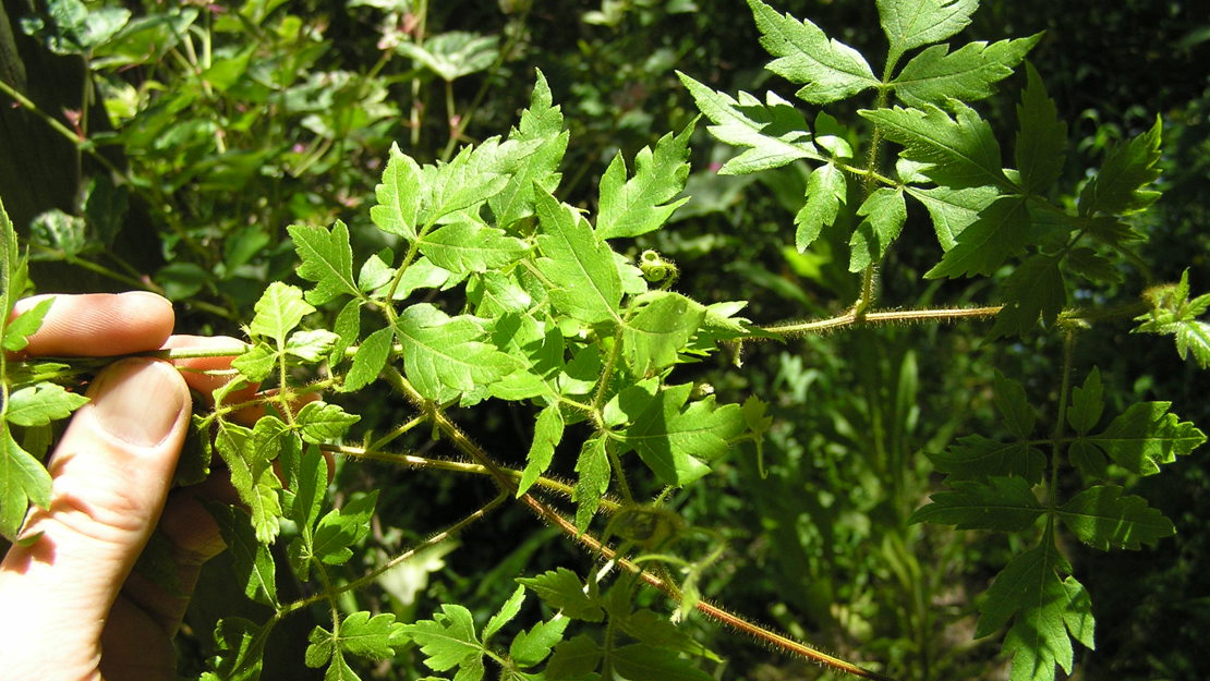 A hand holding a stalk of balloon vine.