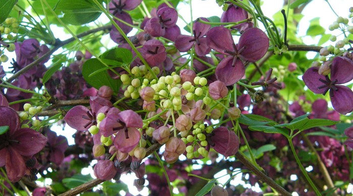 Chocolate vine with purple flowers and green seeds. 