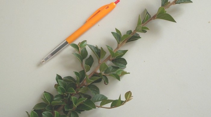 Khasia Berry branch with pen for scale.