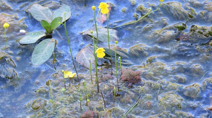 Bladderwort with yellow flowers sticking up above the surface.