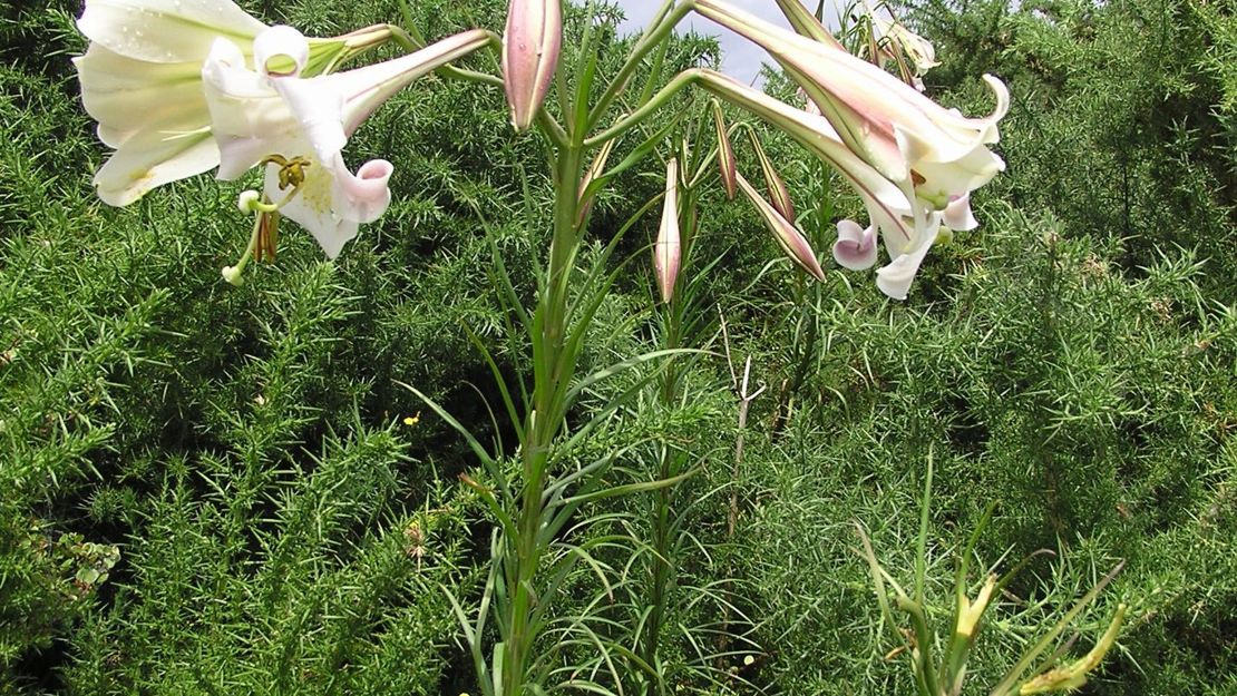 Formosa lily towering over other plants.