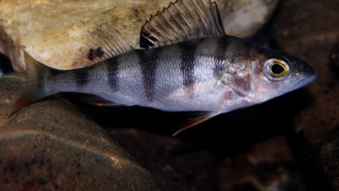 A striped silver fish called perch.