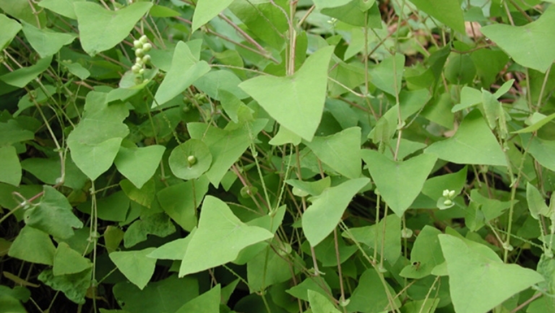 The leaves of the devil's tail.