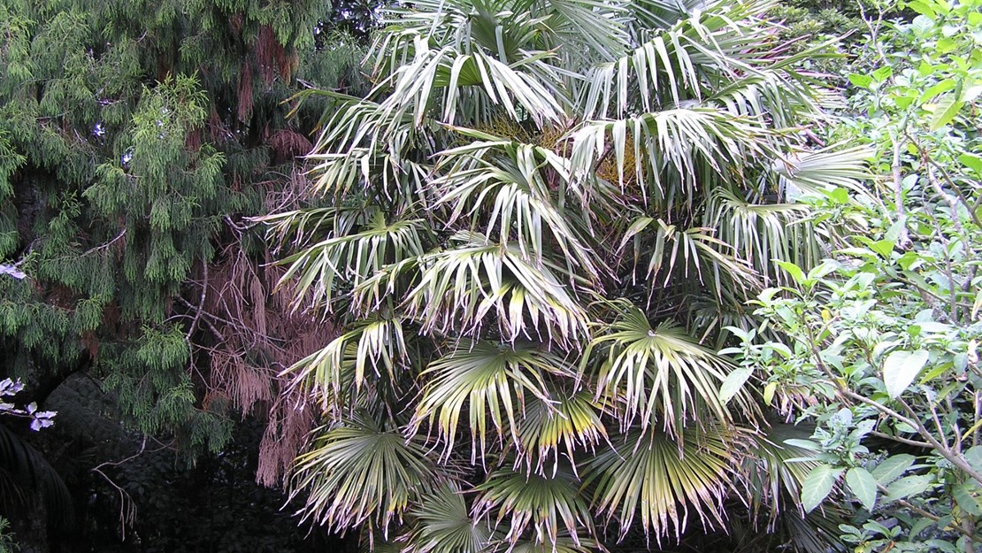 An overgrown Chinese fan palm.