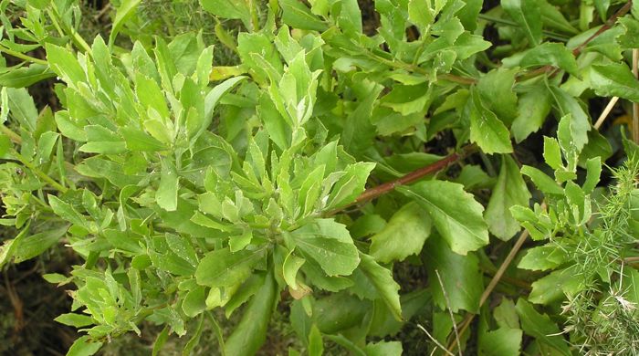 Boneseed leaves from above with their jagged edges.