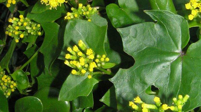 Clusters of german ivy flowers.