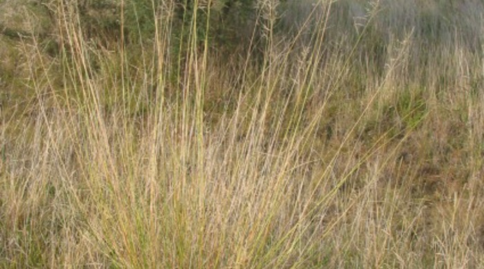 African love grass clump.