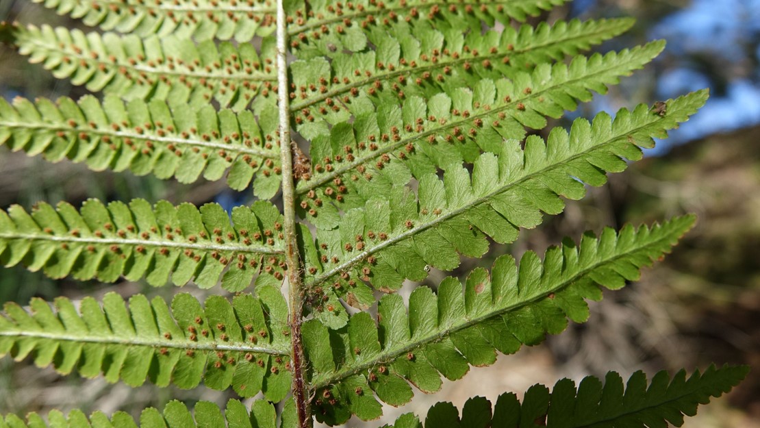 Underside of Male Fern frond with sori close up.