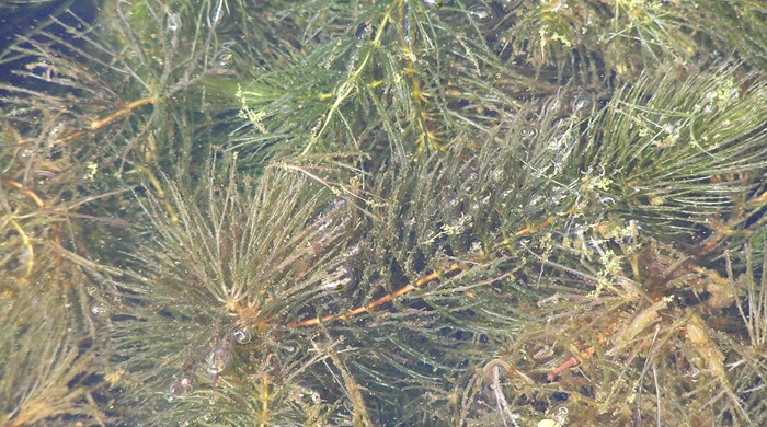Close up of Hornwort stems under water.