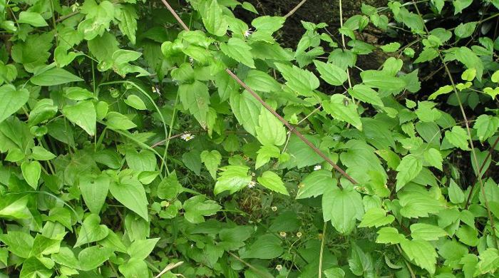 Old Man's Beard leaves and branches.