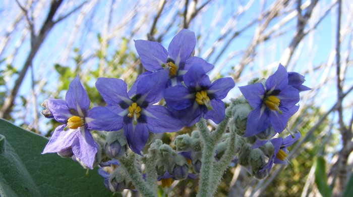 Close up of Woolly Nightshade flowers.