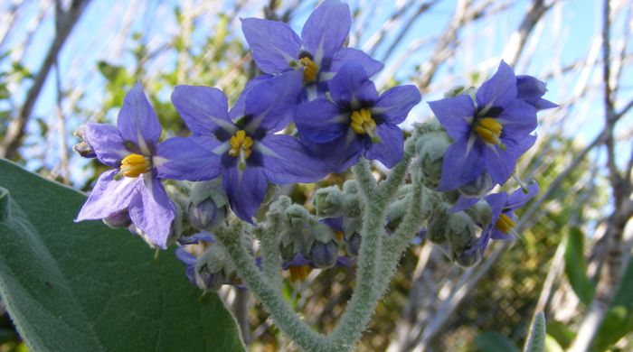 Close up of Woolly Nightshade flowers.