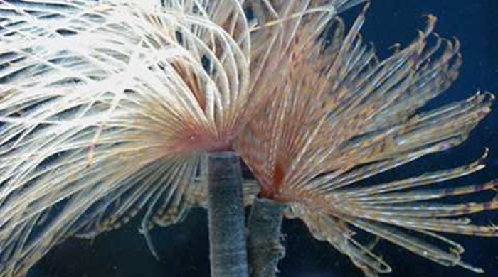 Mediterranean fan worm with filaments out. 