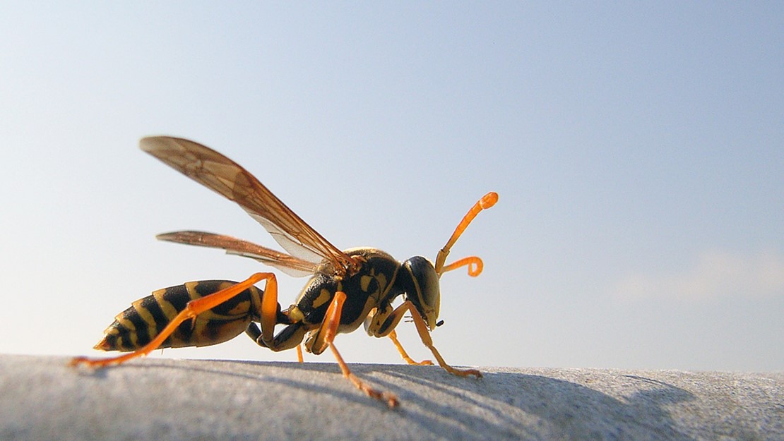 An Asian paper wasp from the side showing the yellow and black stripes along its back. 
