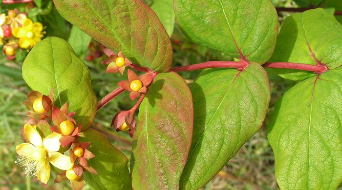 Tutsan leaf tip with flowers.