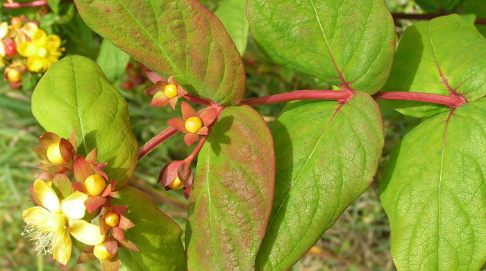 Tutsan leaf tip with flowers.