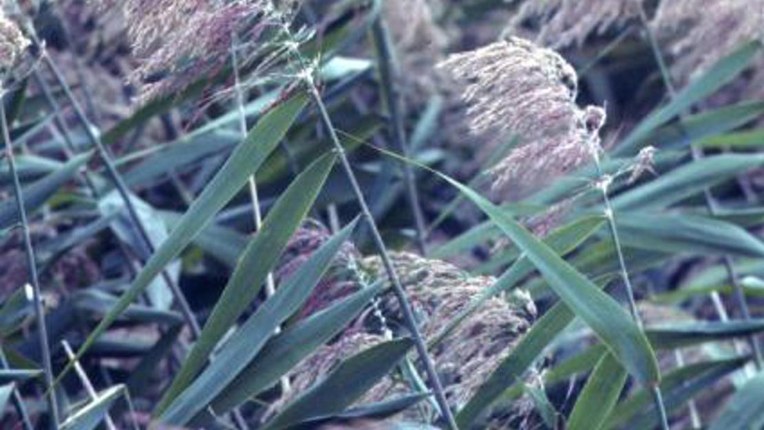 Close up of phragmites flowers.