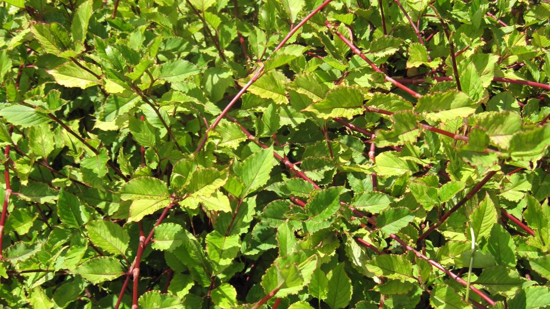 Dense clump of Chinese knotweed.