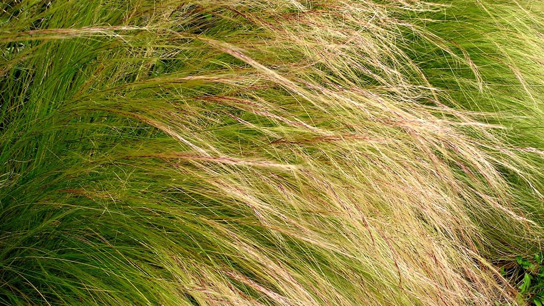 Mexican Feather Grass heavy with seed.