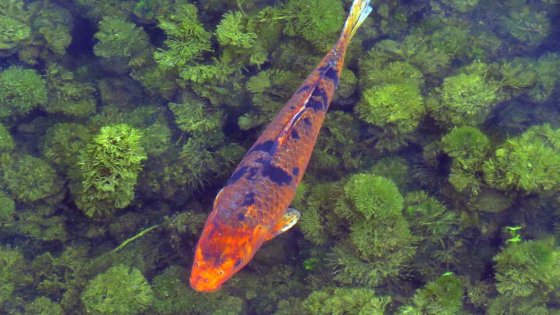 A large koi carp with mottled black and orange scales swimming through shallow water.