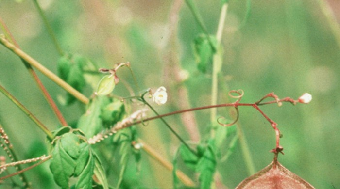 A ballon vine seed pod.