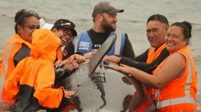 People in high vis gear in the water either side of a blow up whale.
