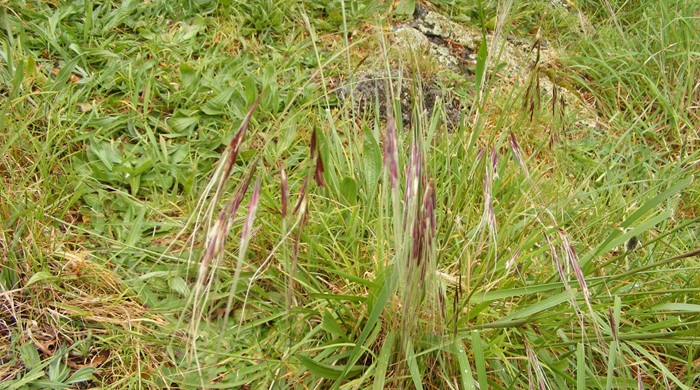 Chilean needle grass in a field.