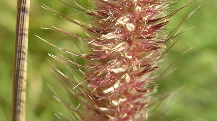 Close up of the flowerhead of the African feather grass. 