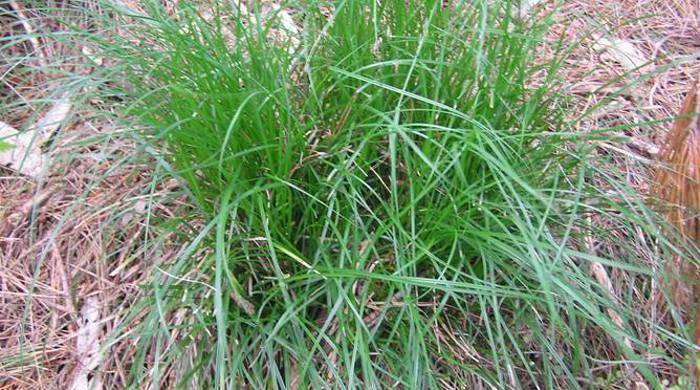 Carex from above.