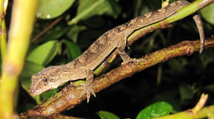 Mokohīnau gecko in a shrub. 