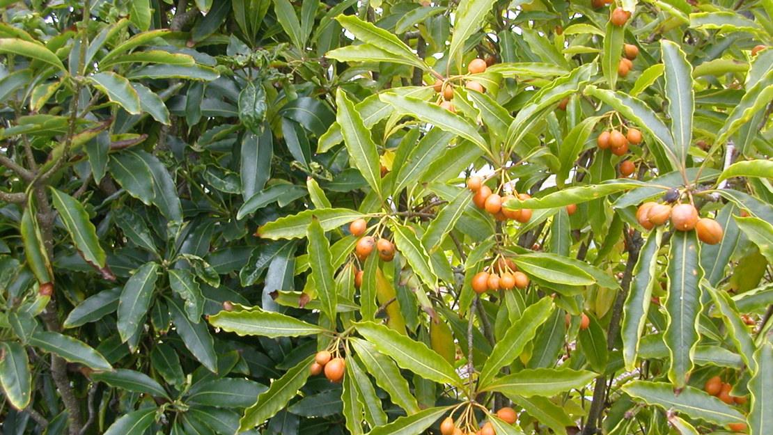 A sweet pittosporum with mature fruit beside another pittosporum.