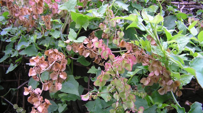 Close up of clusters of pinkish flowers of climbing dock.