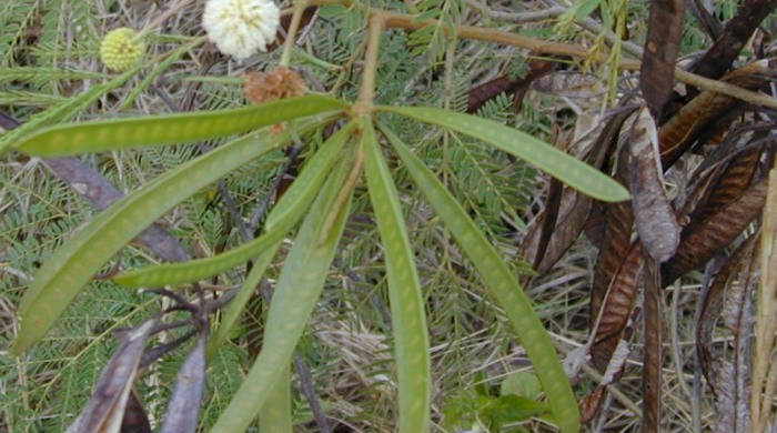 Close up of immature Wild Tamarind seed pods.