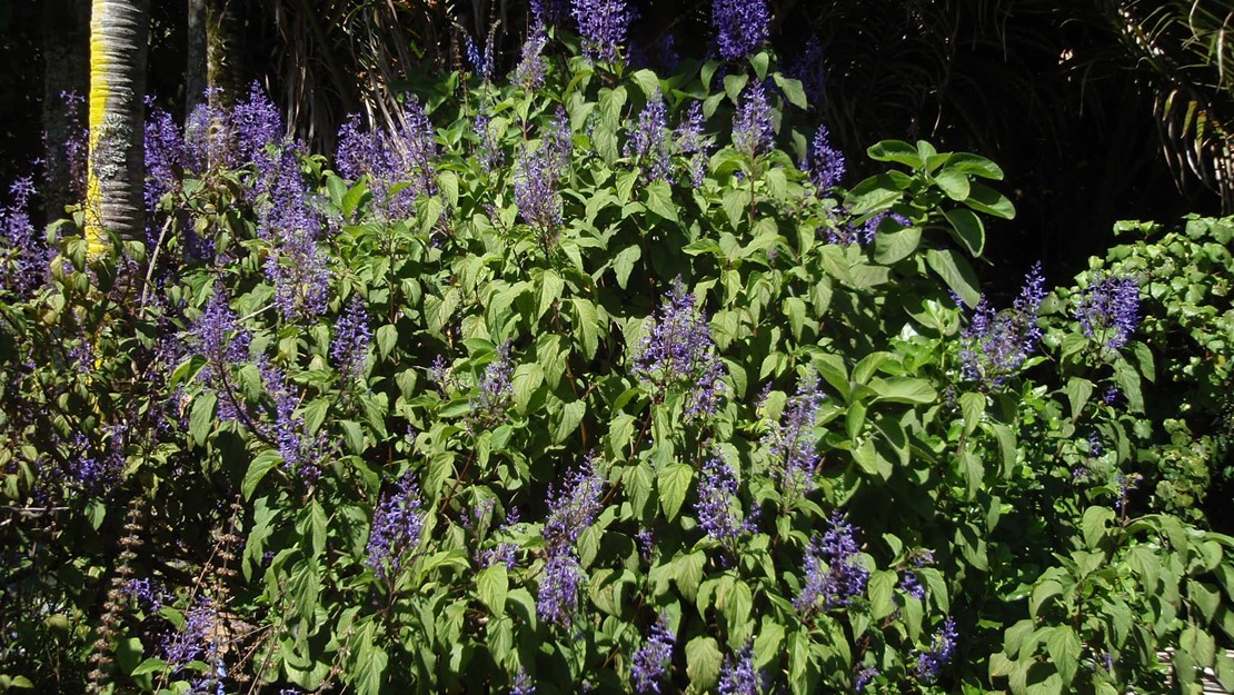 A bush of blue spur flower with large leaves and tall stalks of small purple flowers.