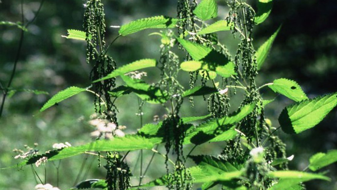 Close up of perennial nettle seeds.