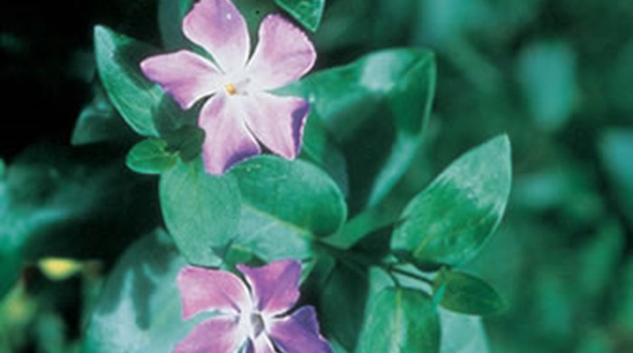 Periwinkle leaf tips with two flowers.