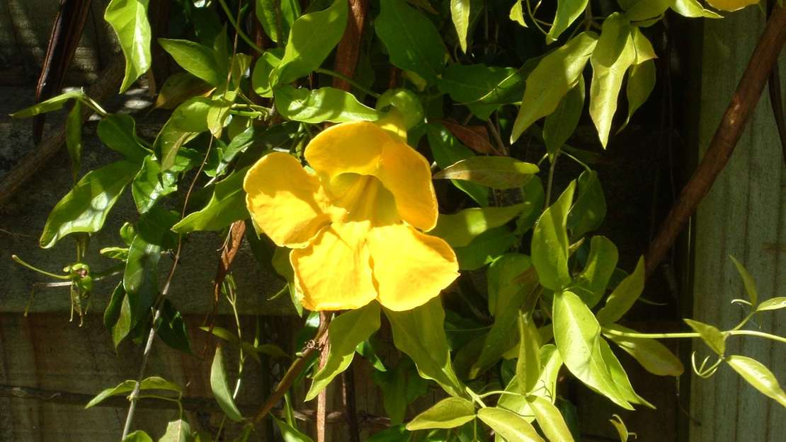 Close up of cats claw creeper flower.