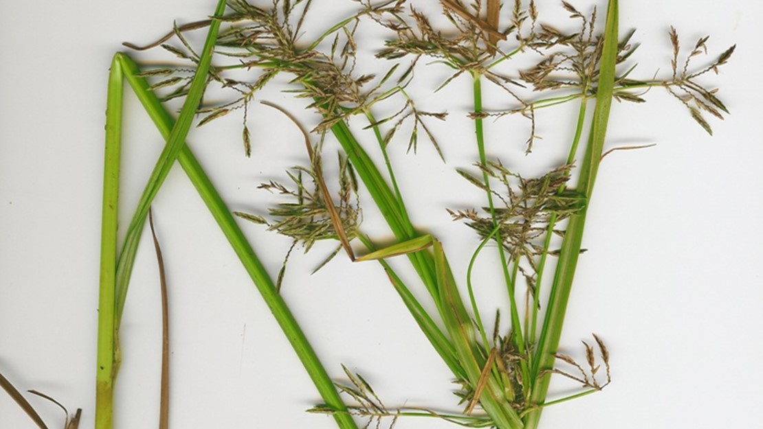 Nutgrass with immature seed heads on a white table.