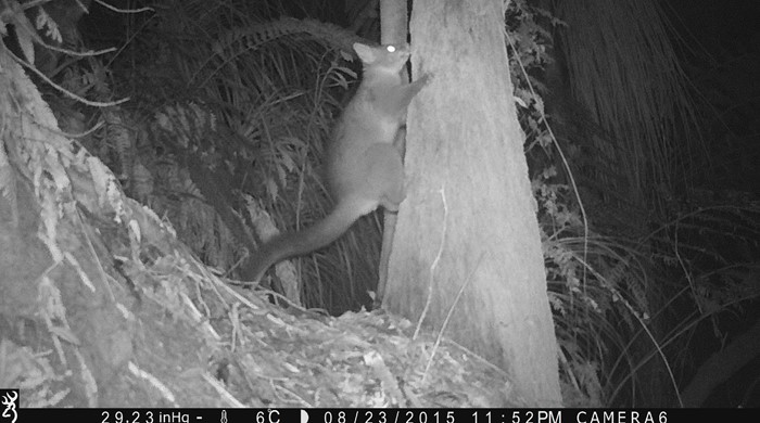 An image from a night surveillance camera of a possum making its way up a tree.