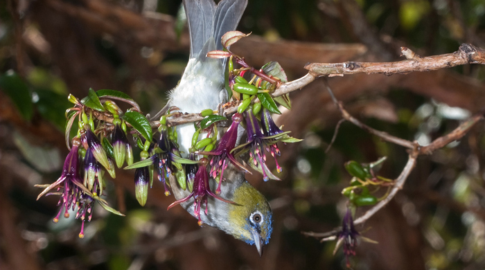 Silvereye bird hangs upside down feeding on the small fruits of tree.