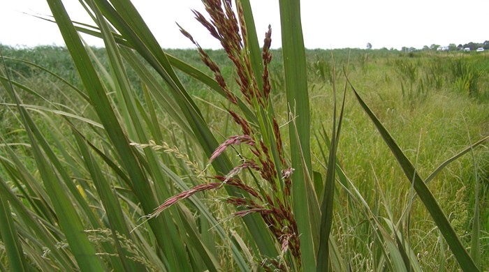 Manchurian Wild Rice plant in wetland.